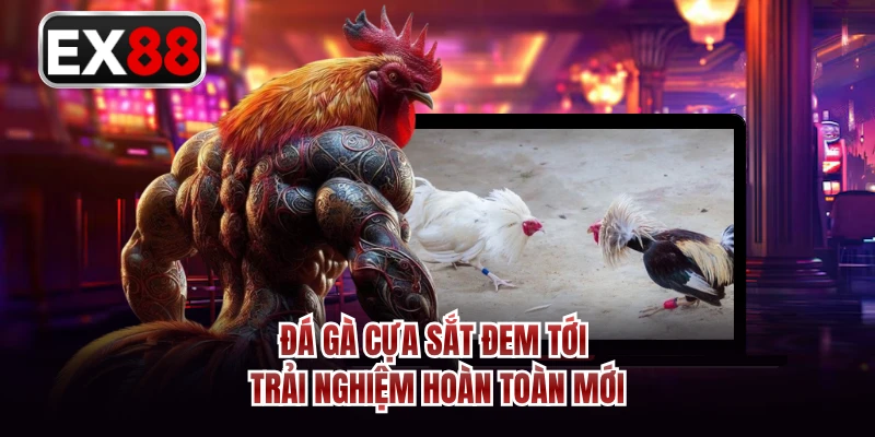 Đá gà cựa sắt đem tới trải nghiệm hoàn toàn mới