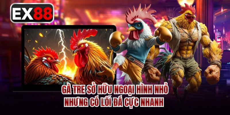 Gà tre sở hữu ngoại hình nhỏ nhưng có lối đá cực nhanh