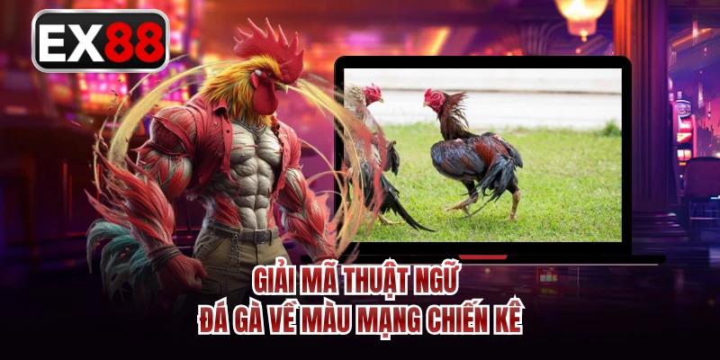 Giải mã thuật ngữ đá gà về màu mạng chiến kê
