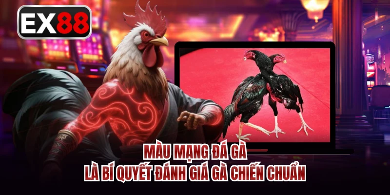 Màu mạng đá gà là bí quyết đánh giá gà chiến chuẩn