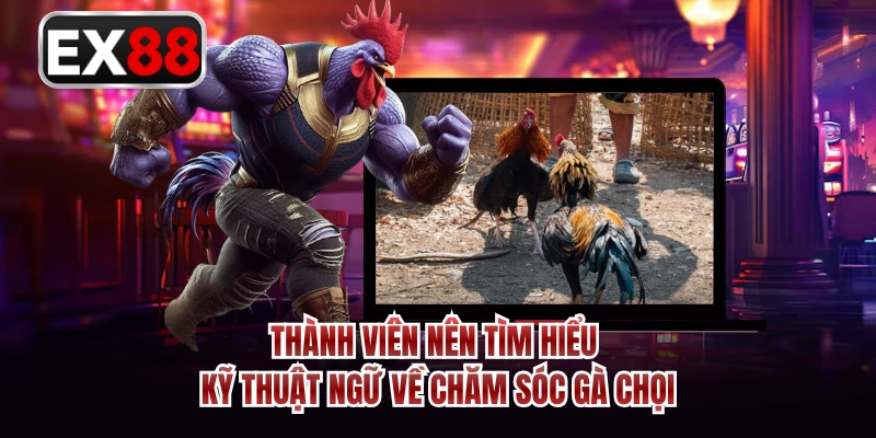 Thành viên nên tìm hiểu kỹ thuật ngữ về chăm sóc gà chọi